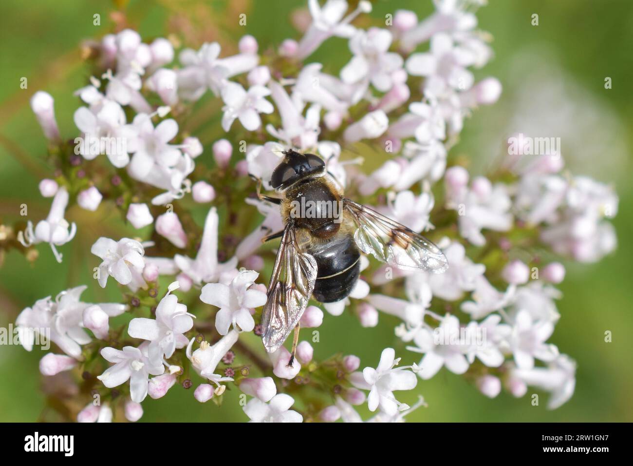 Il drone alato a punti vola Eristalis rupium femmina su un fiore Foto Stock