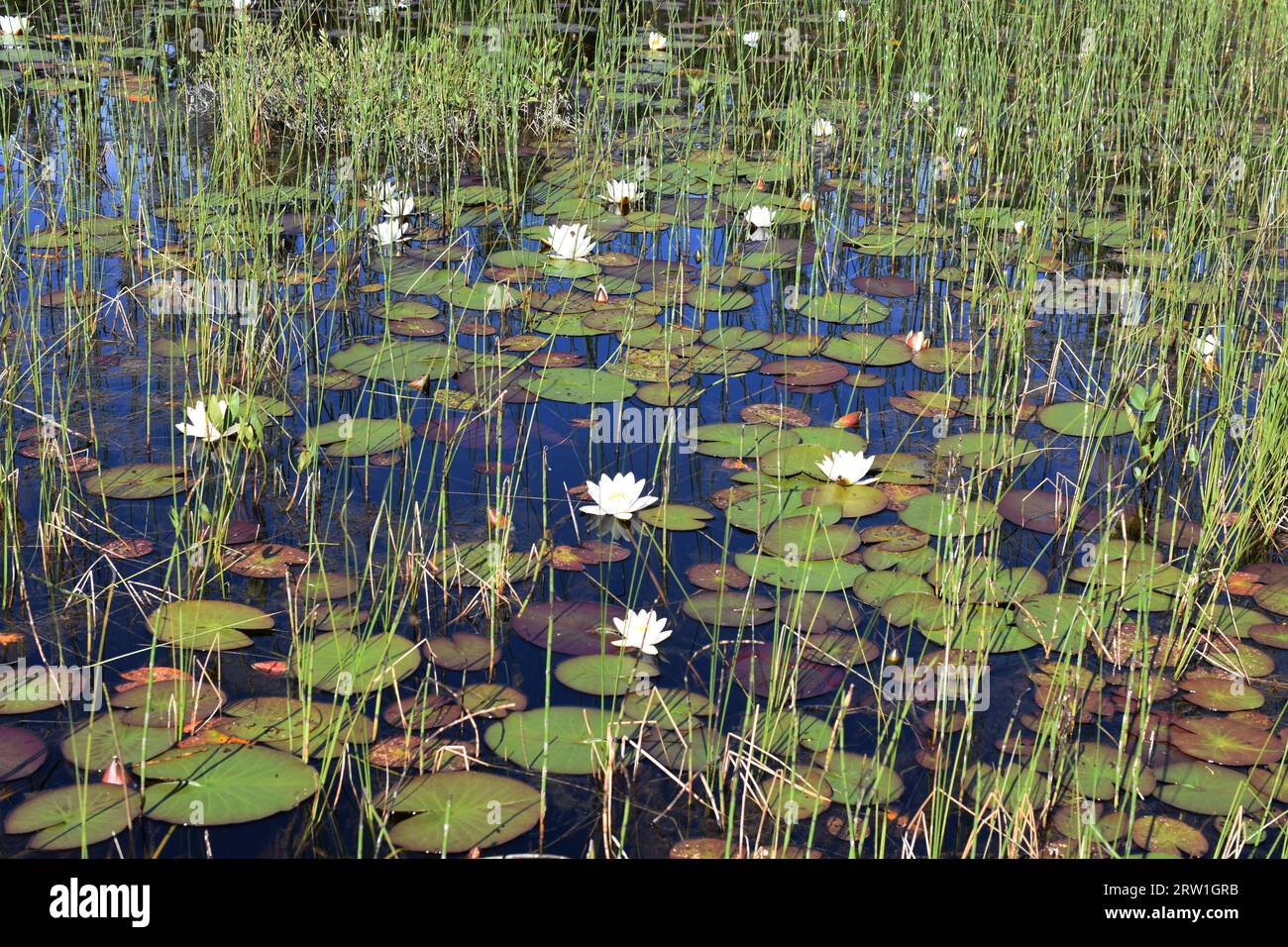 White waterlilies Nymphaea alba crescente in uno stagno naturale in una foresta Foto Stock