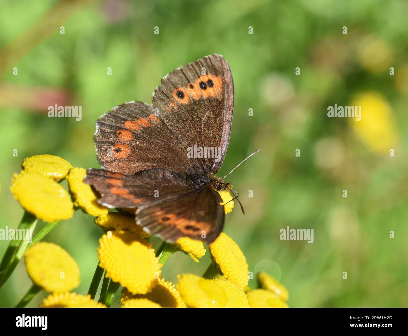 La farfalla marrone Arran Erebia ligea seduta su un fiore giallo Foto Stock