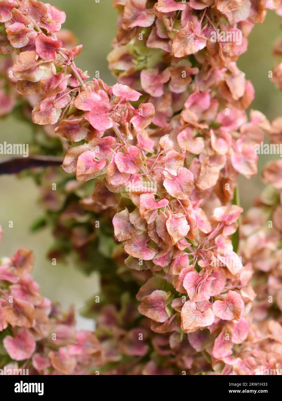 Semi rossi della pianta di bacino arricciata Rumex crispus primo piano Foto Stock