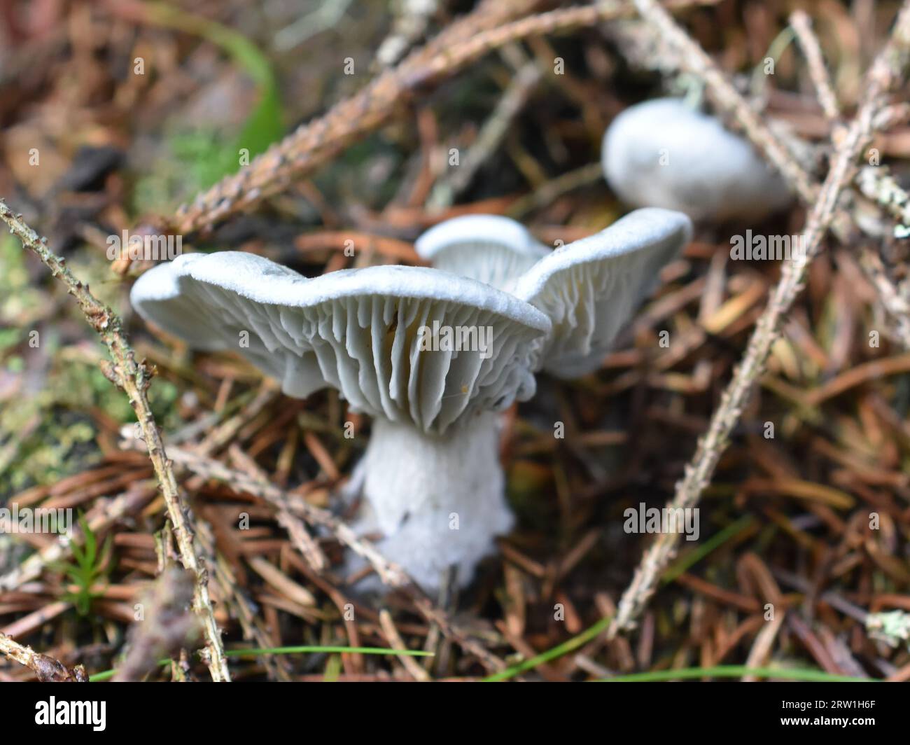 Anice toadstool Clitocybe odora in natura Foto Stock