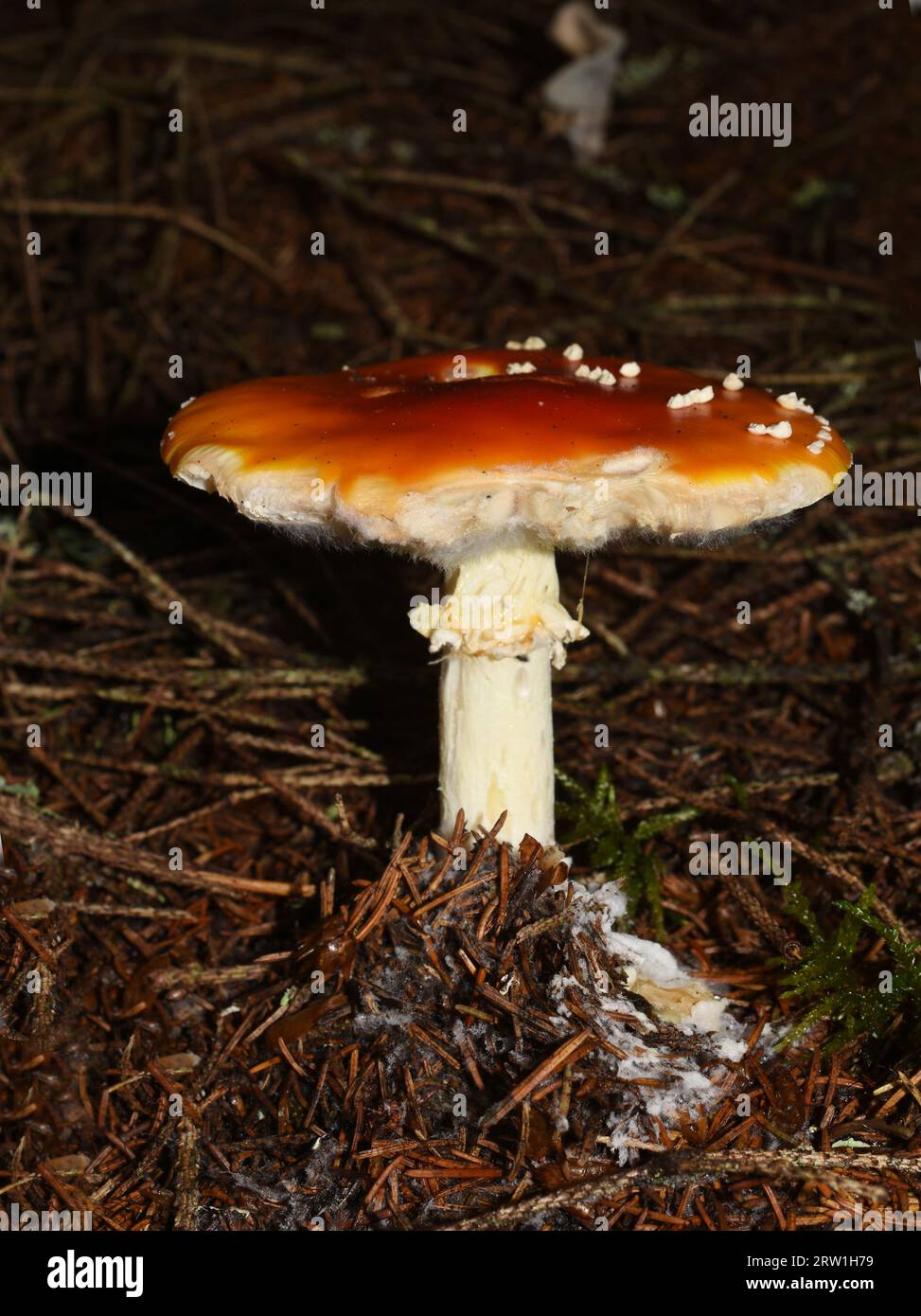 Fungo agarico Amanita muscaria di mosca rossa in una foresta Foto Stock
