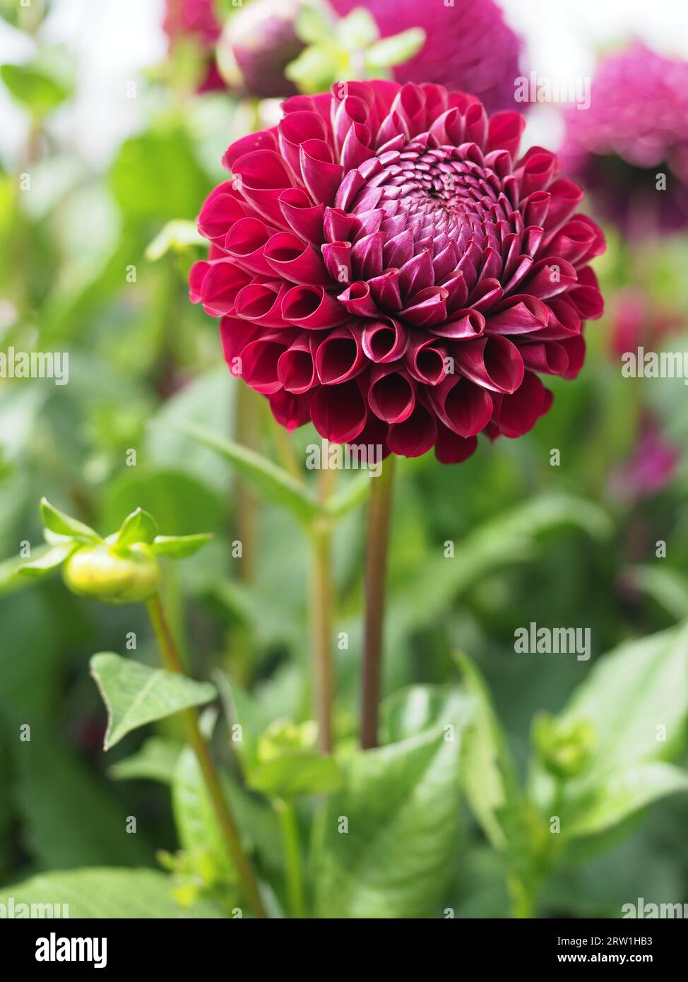 Fiore di dahlia rosso scuro Foto Stock