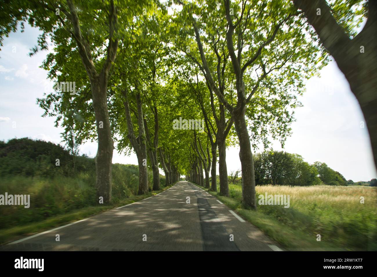 un viaggio in auto attraverso un viale verde in provenza (francia) Foto Stock