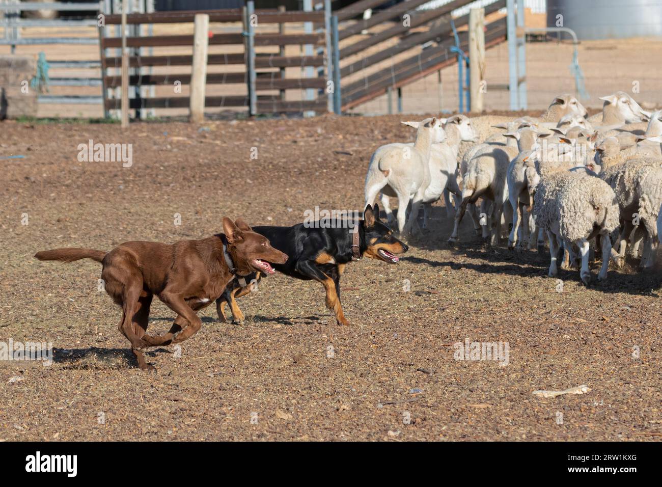 Olio di pecora da lavoro per cani australiani Kelpie nell'Outback australiano. Foto Stock