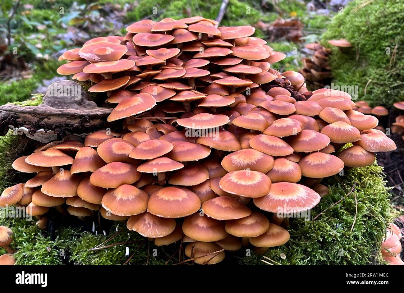 12.10.2022, Germania, Brandeburgo, Dranse - le ceneri di Halli crescono nella foresta su terreni moscati. 00S221012D099CAROEX.JPG [VERSIONE DEL MODELLO: NON APPLICABILE, PRO Foto Stock