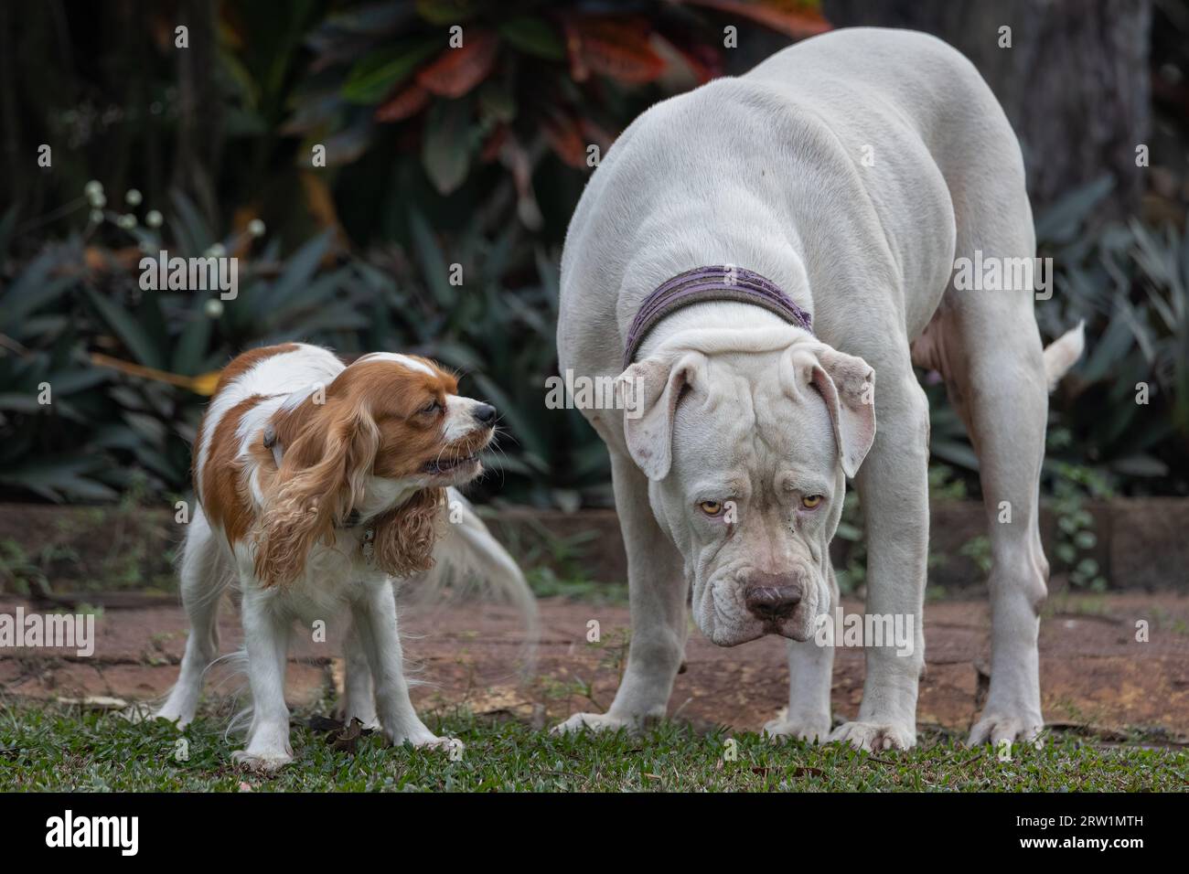 Un Bulldog americano e un King Charles Cavalier sviluppano un'insolita freindship. Foto Stock