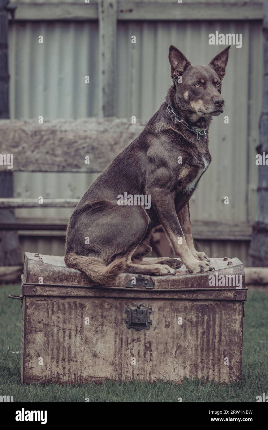 Kelpie australiana. Il cane sulla Tucker Box. Foto Stock