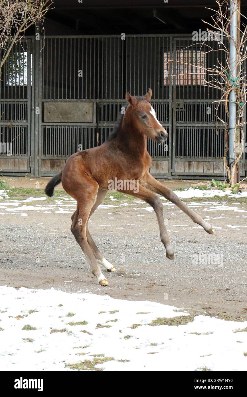 12.03.2023, Germania, bassa Sassonia, Suderburg - Foal (2 giorni) rompe fuori per la prima volta. 00S230312D241CAROEX.JPG [VERSIONE DEL MODELLO: NON APPLICA Foto Stock