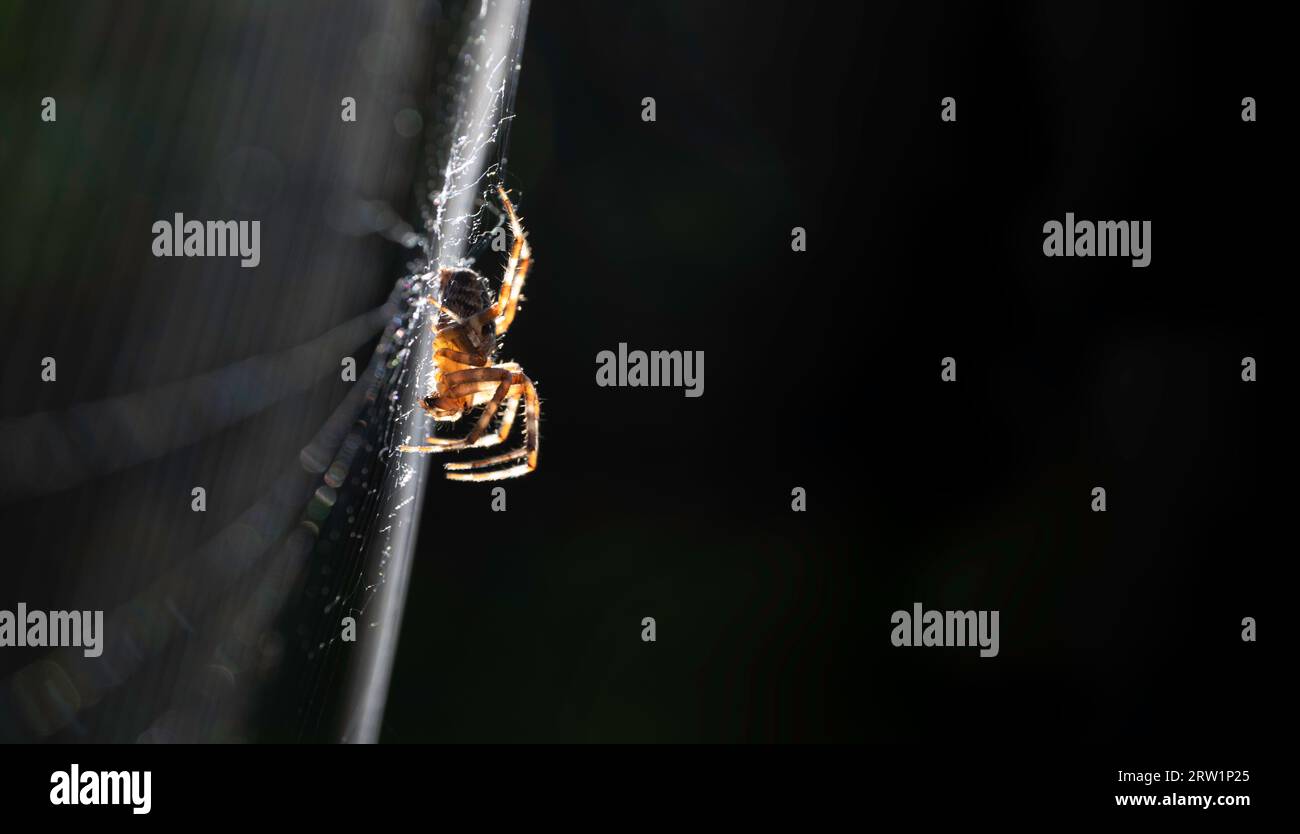 Macro shot laterale ravvicinato di un ragno da giardino europeo (ragno diadema, ragno crociato, Araneus diadematus) che cammina sulla sua ragnatela. Sfondo nero Foto Stock