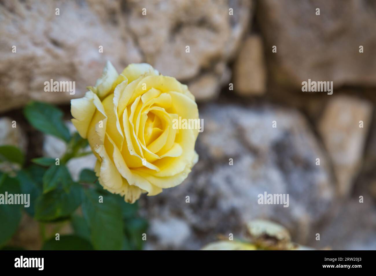 bellissime rose nobili in un cortile di una tenuta francese Foto Stock