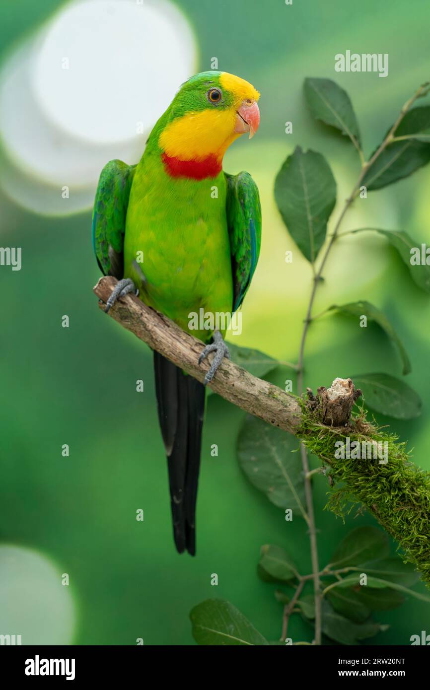 Un pappagallo superbo maschile o un pappagallo di Barraband Foto Stock