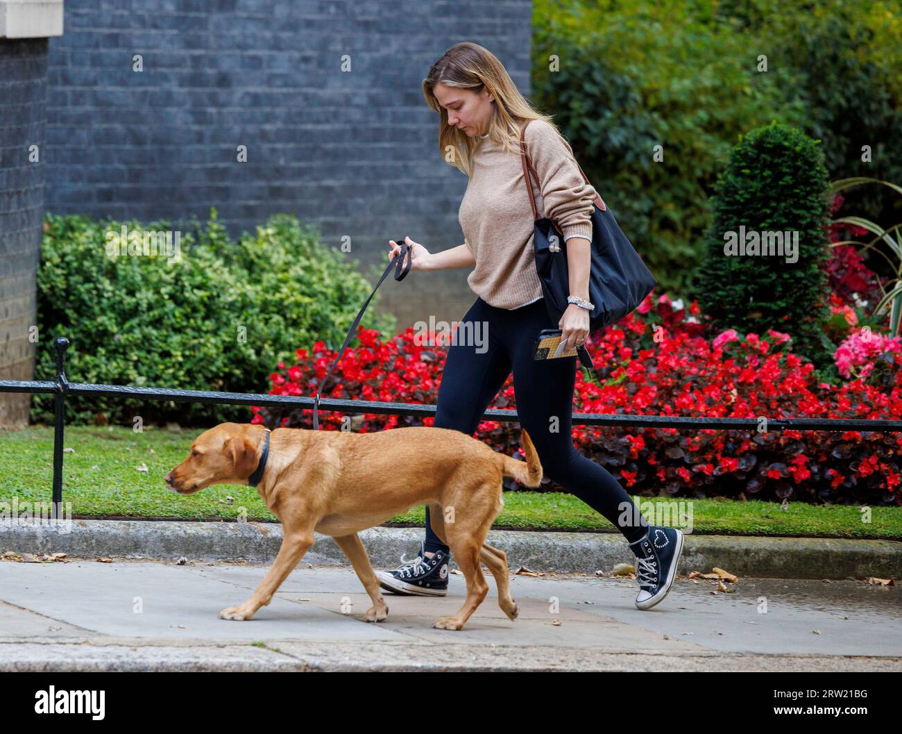 Nova, il labrador rosso di volpe di Rishi Sunak, viene portato a fare una passeggiata in Downing Street. Nova ha avuto qualche litigio con Larry, il gatto di Downing Street che vince. Foto Stock