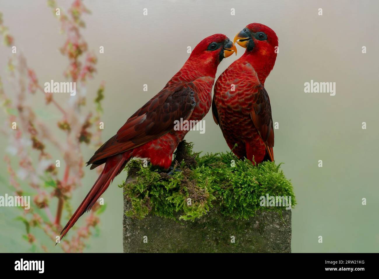 cardinale lory Foto Stock