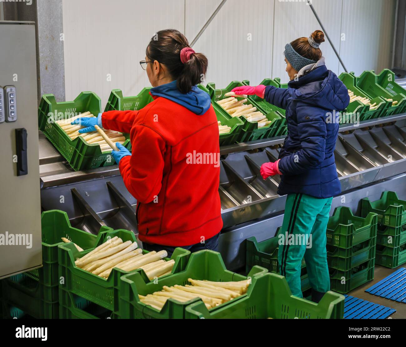 12.04.2023, Germania, Renania settentrionale-Vestfalia, Wesel - i lavoratori della vendemmia dell'Europa orientale lavano e smistano gli asparagi, qui in occasione di una stampa Foto Stock