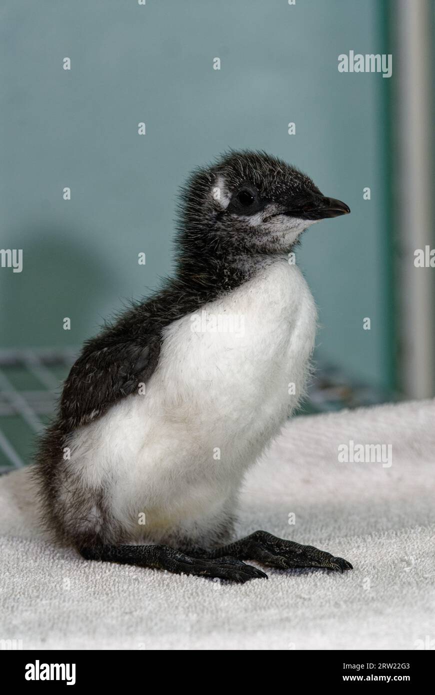Guillemot (Uria aalge) Chick ha abbandonato orfano in cura Foto Stock