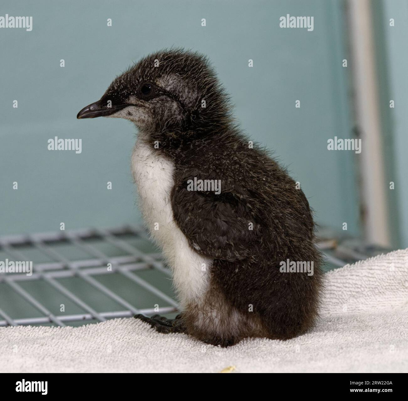 Guillemot (Uria aalge) Chick ha abbandonato orfano in cura Foto Stock