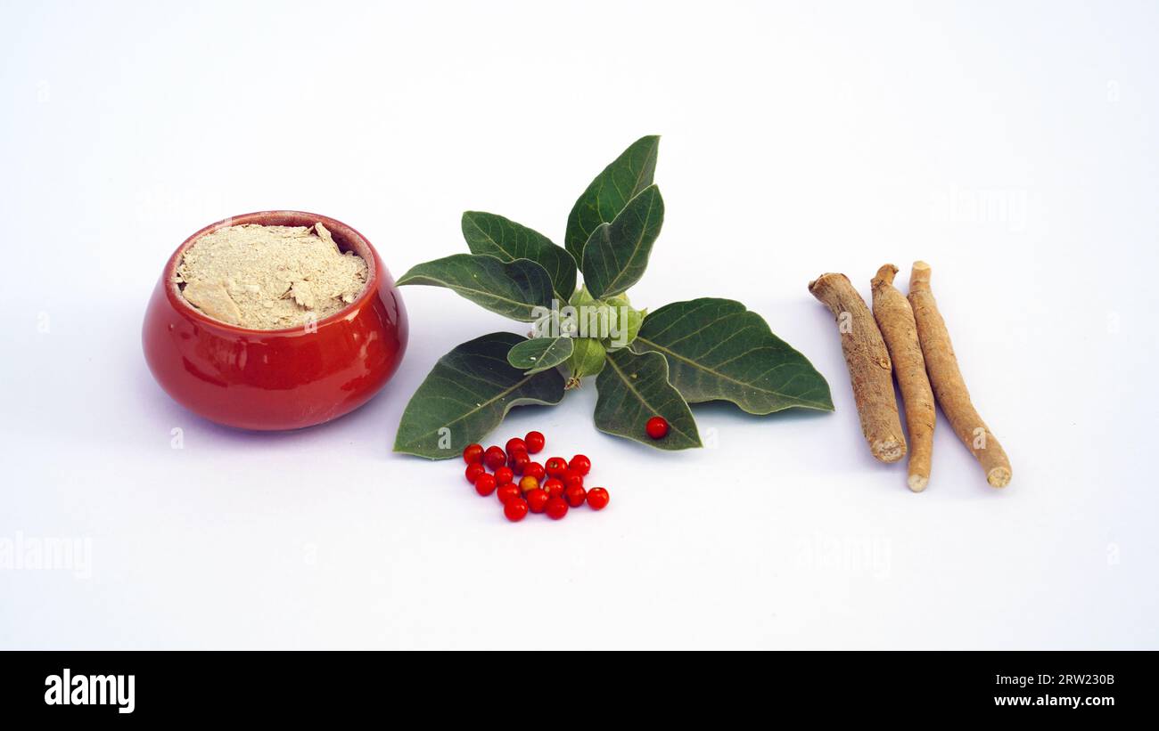 L'impianto di rinforzo di immunità, Withania somnifera, conosciuto comunemente come ashwagandha le sue radici e frutta arancio-rossa sono stati usati per centinaia di anni per medi Foto Stock