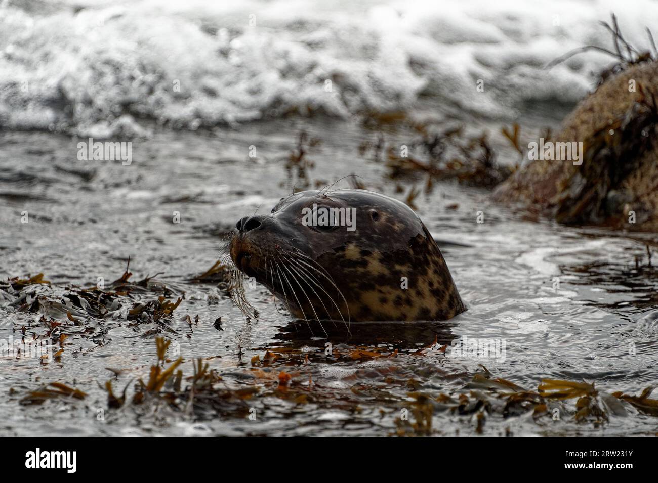 Harbour Seal (Phoca vitulina) giovane in mare al limitare della spiaggia Foto Stock