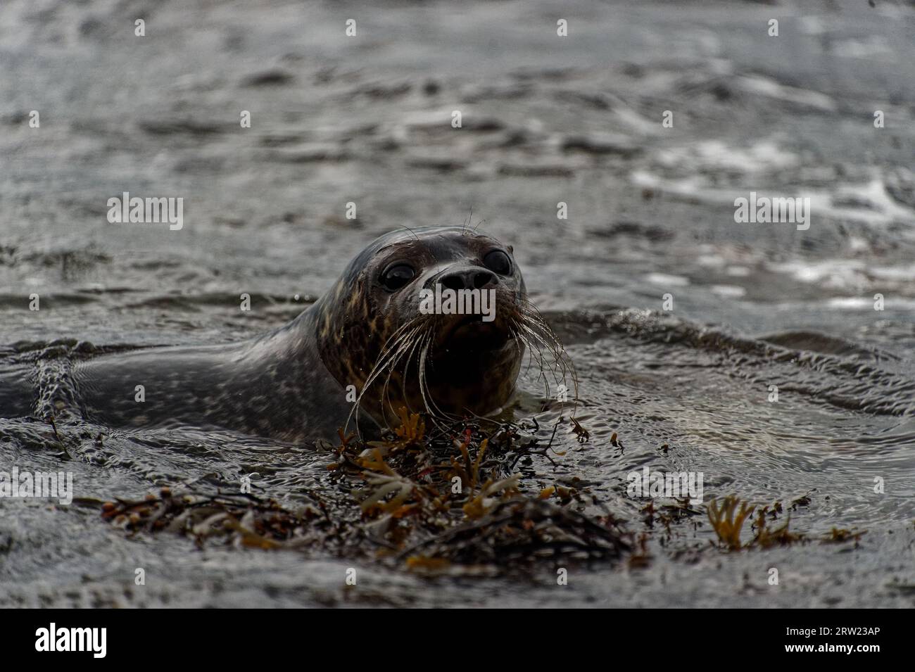 Harbour Seal (Phoca vitulina) giovane in mare al limitare della spiaggia Foto Stock
