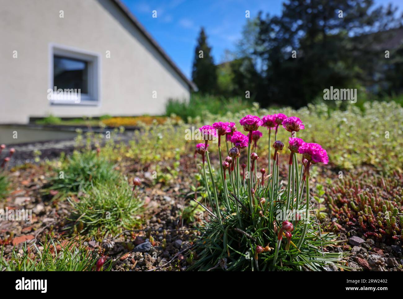 09.06.2023, Germania, Renania settentrionale-Vestfalia, Muelheim an der Ruhr - tetto piano con tetti verdi. L'ambiente del tetto è esteso con piante a bassa crescita, come ad esempio Foto Stock