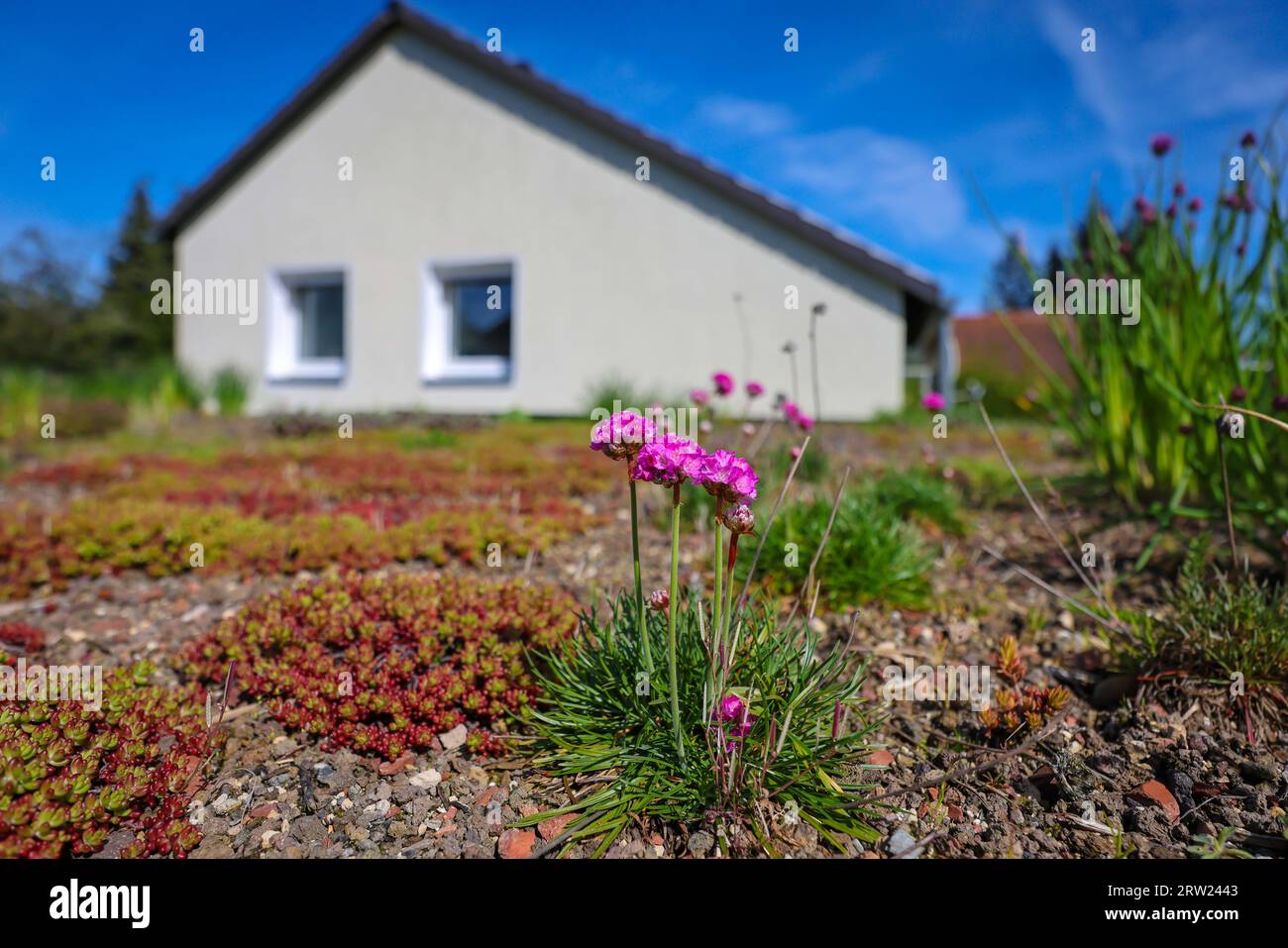 09.06.2023, Germania, Renania settentrionale-Vestfalia, Muelheim an der Ruhr - tetto piano con tetti verdi. L'ambiente del tetto è esteso con piante a bassa crescita, come ad esempio Foto Stock