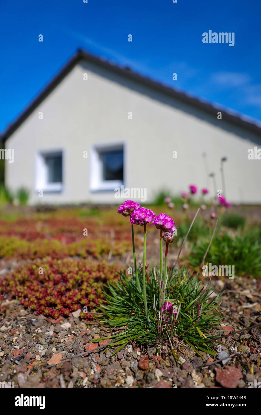 09.06.2023, Germania, Renania settentrionale-Vestfalia, Muelheim an der Ruhr - tetto piano con tetti verdi. L'ambiente del tetto è esteso con piante a bassa crescita, come ad esempio Foto Stock