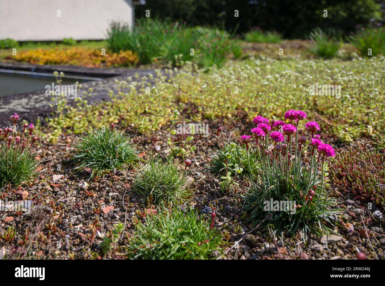 09.06.2023, Germania, Renania settentrionale-Vestfalia, Muelheim an der Ruhr - tetto piano con tetti verdi. L'ambiente del tetto è esteso con piante a bassa crescita, come ad esempio Foto Stock