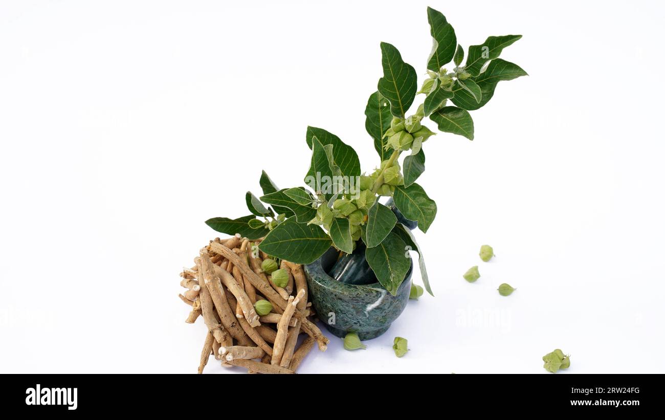 Pianta di Withania somnifera. Comunemente noto come Ashwagandha (ciliegia d'inverno), è un'importante pianta medicinale che è stata utilizzata in Ayurved. Ginseng indiano Foto Stock