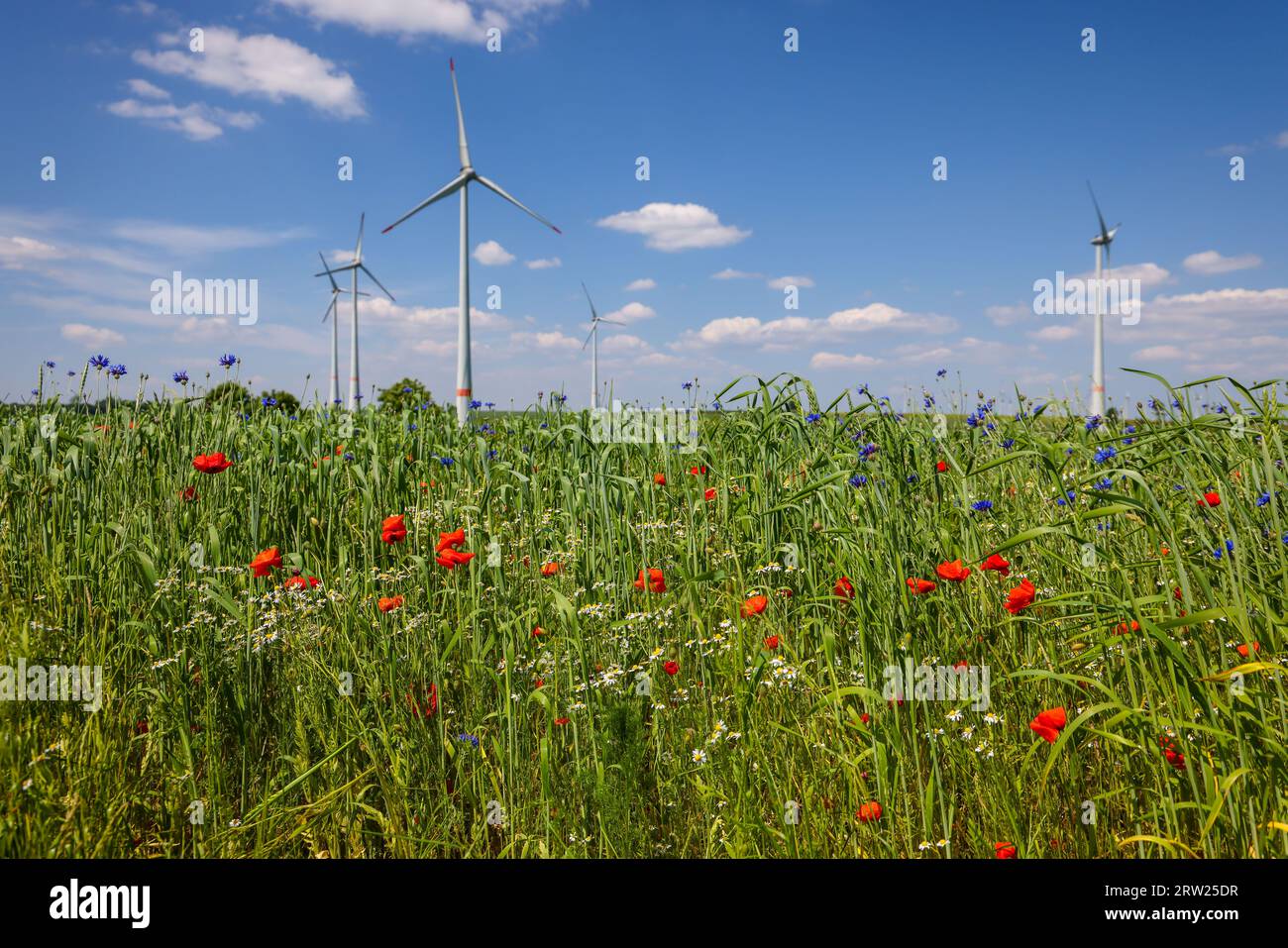 04.07.2023, Germania, Renania settentrionale-Vestfalia, Lichtenau - strisce blu su un campo di grano, papaveri, fiori di mais, sul retro un parco eolico con turbin eolico Foto Stock