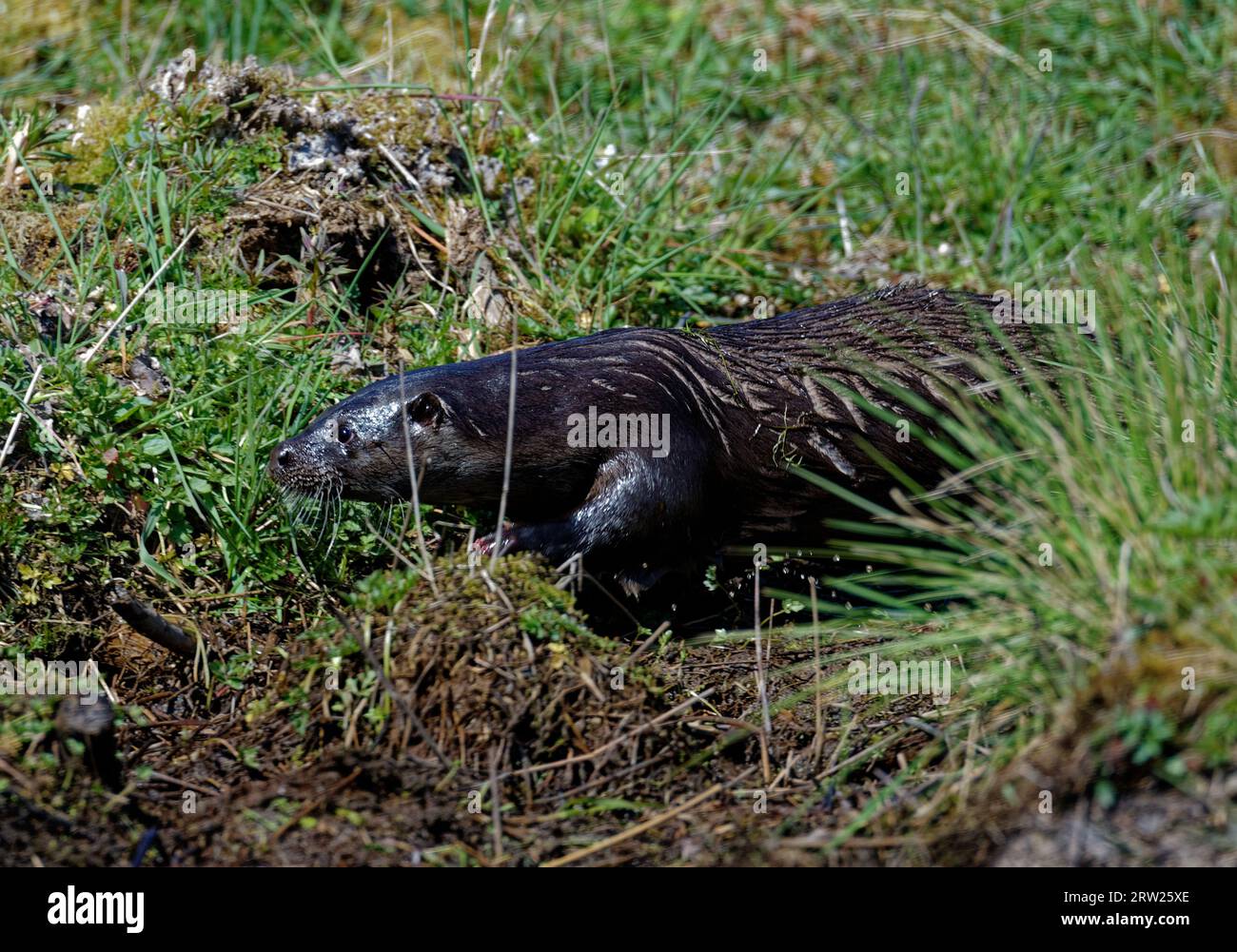 Lontra eurasiatica (Lutra lutra) Immatura con aspetto di pelliccia bagnata. Foto Stock