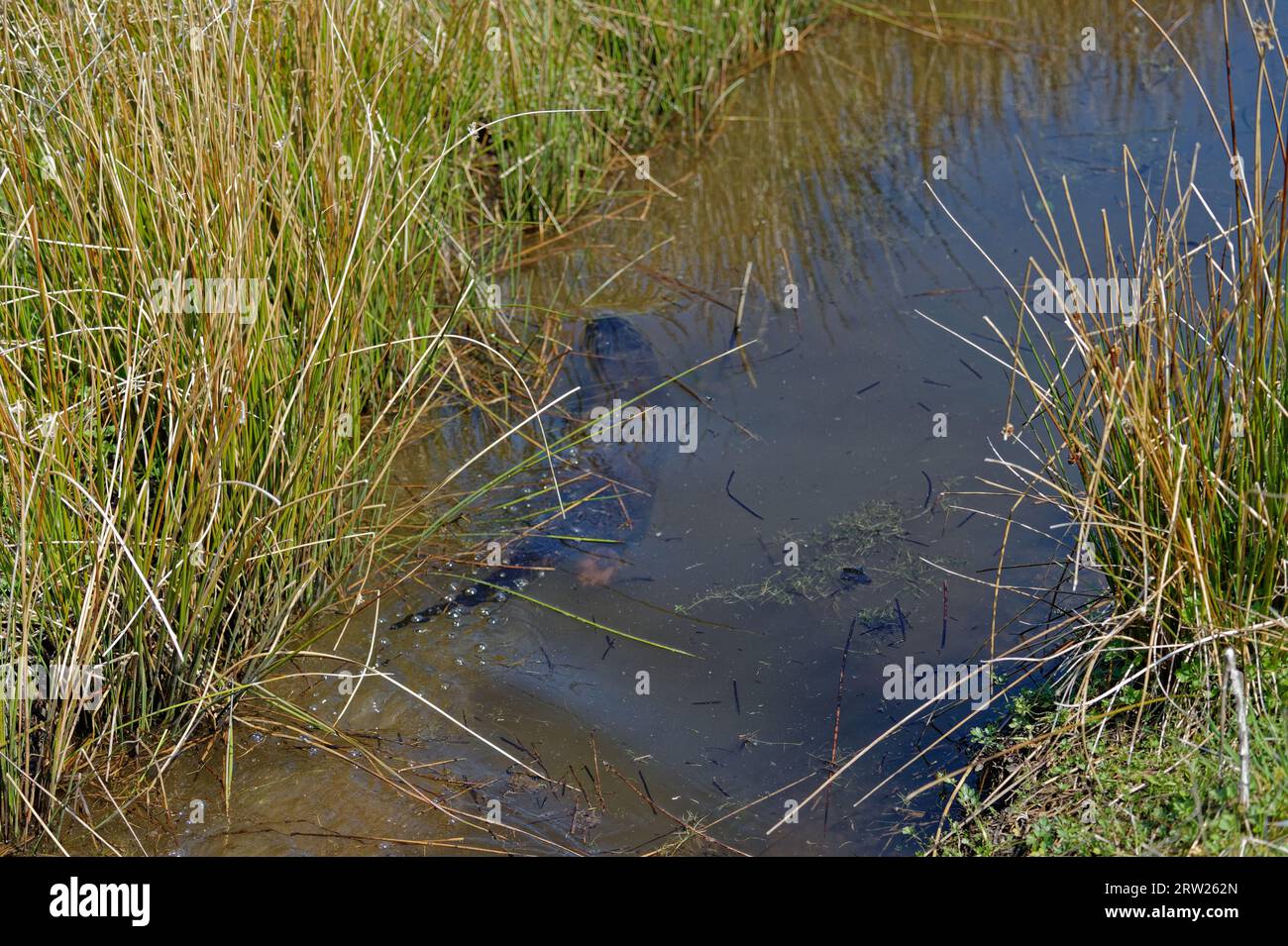 Lontra eurasiatica (Lutra lutra) - adulti che nuotano sott'acqua nel fosso Foto Stock