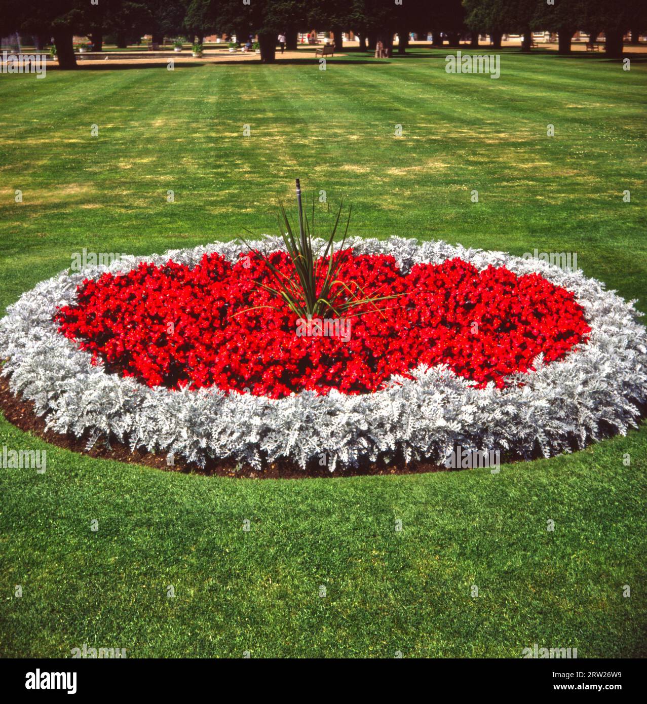 Letti di fiori di Begonia semperflorens nei Giardini del Palazzo di Hampton Court Foto Stock