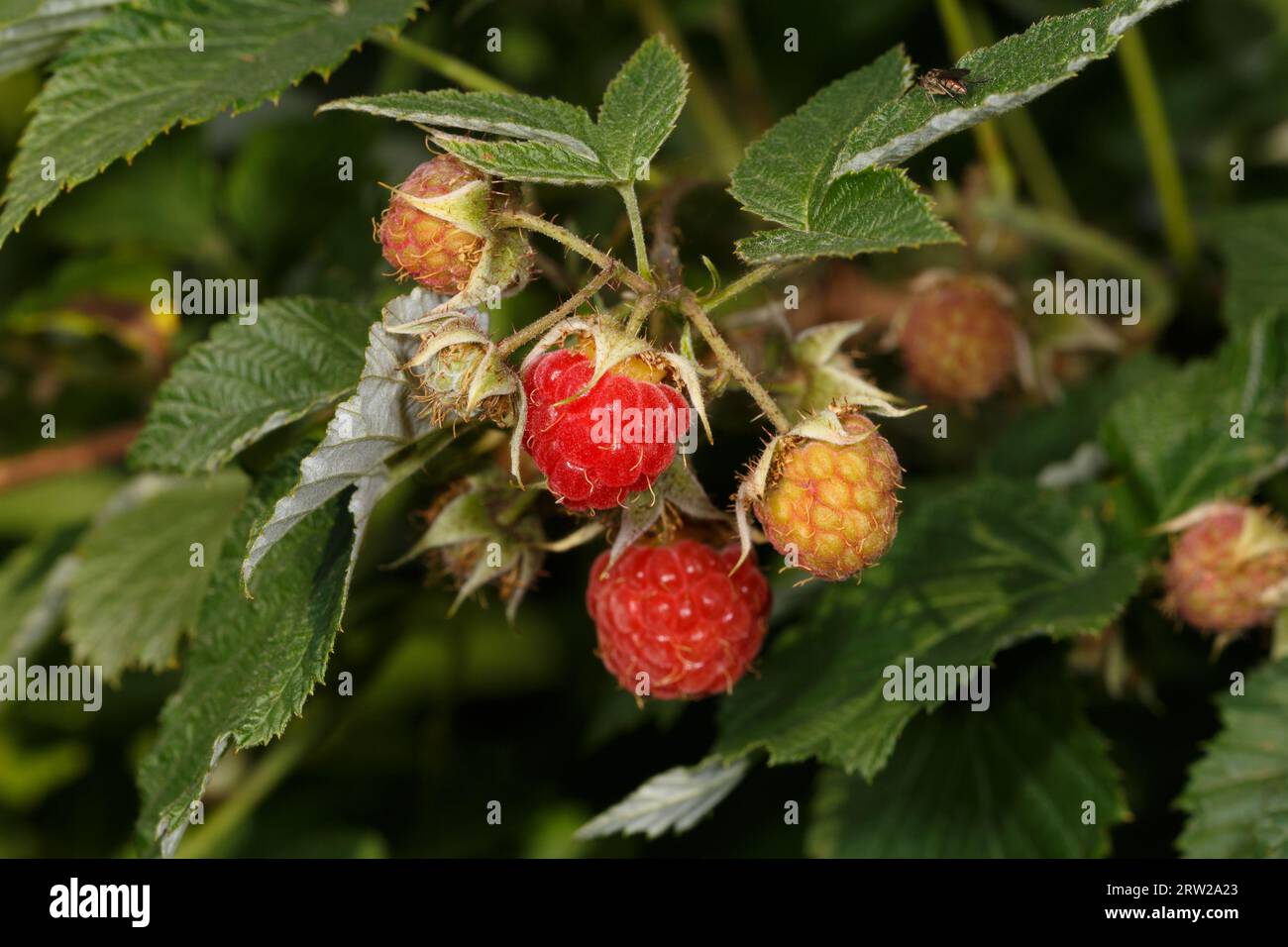 Bacche di lampone di diversa maturazione. Primo piano con messa a fuoco selettiva Foto Stock