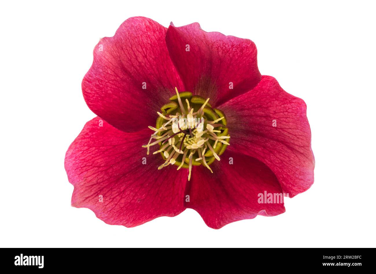 fiore rosso elleboro isolato su sfondo bianco Foto Stock
