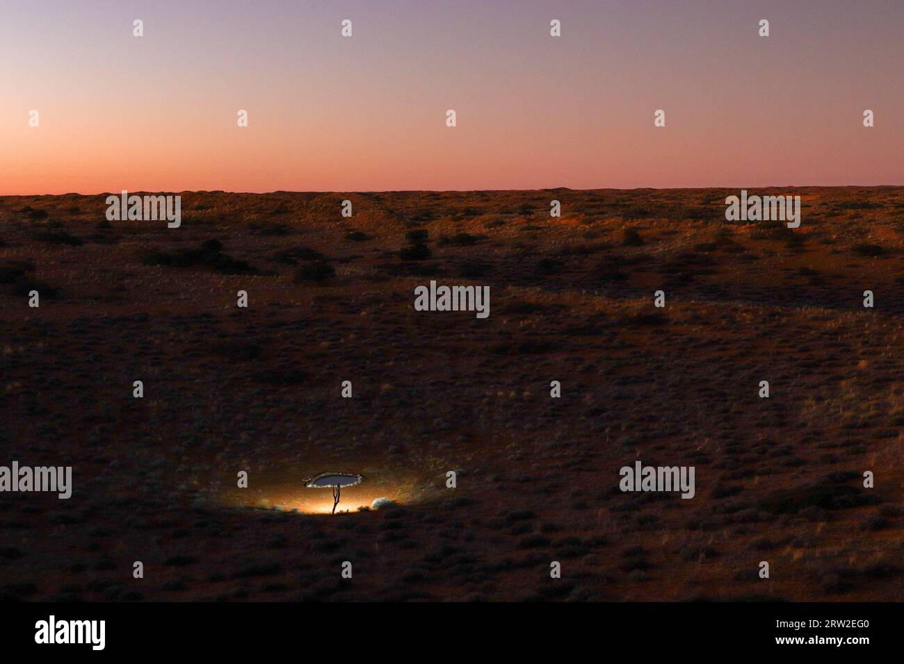 Kielie Krankie di notte sotto i riflettori, Kgalagadi Transborder Park, Sudafrica Foto Stock