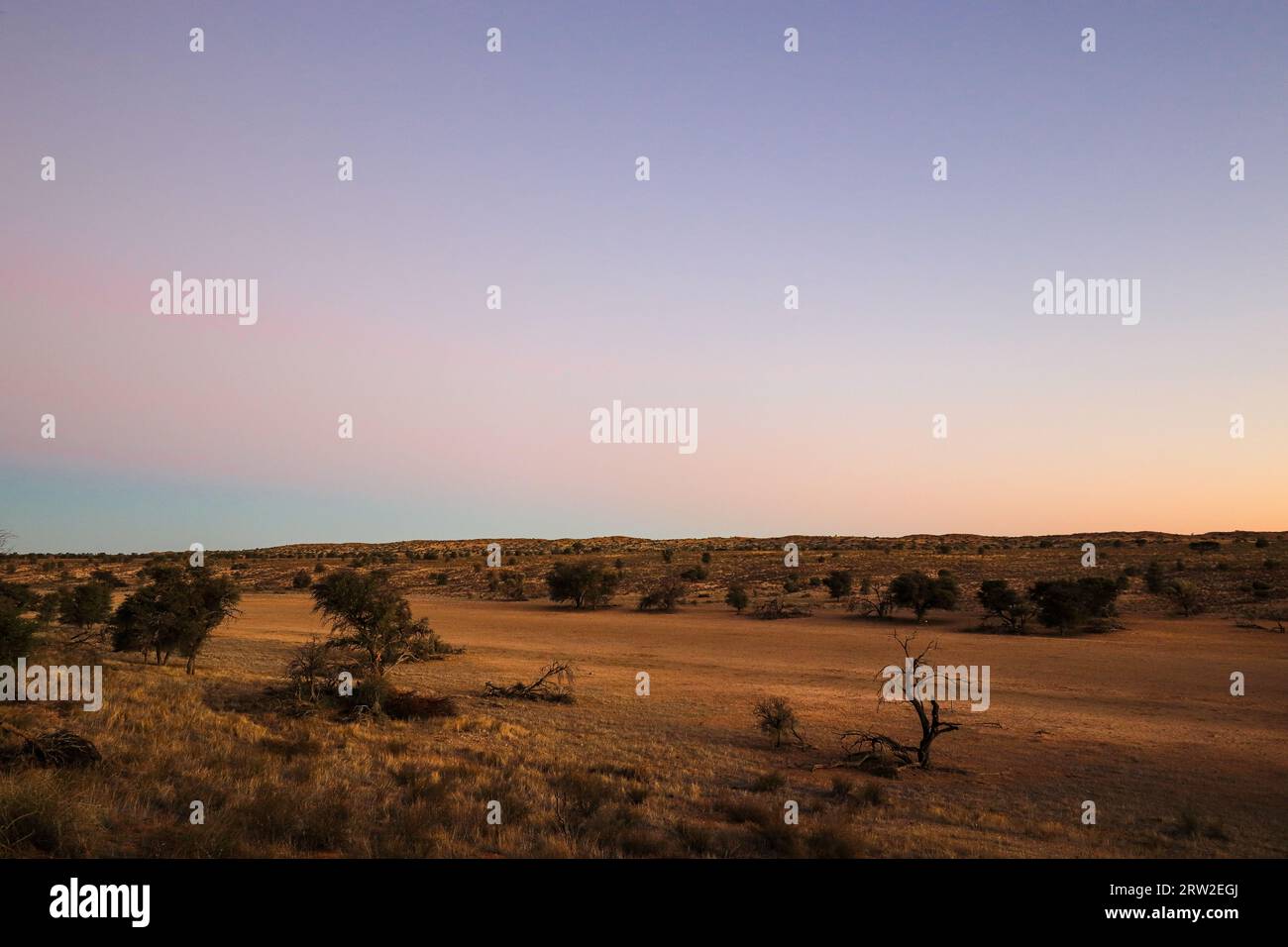 Paesaggio del Kalahari al tramonto, Parco transfrontaliero di Kgalagadi, Sudafrica Foto Stock