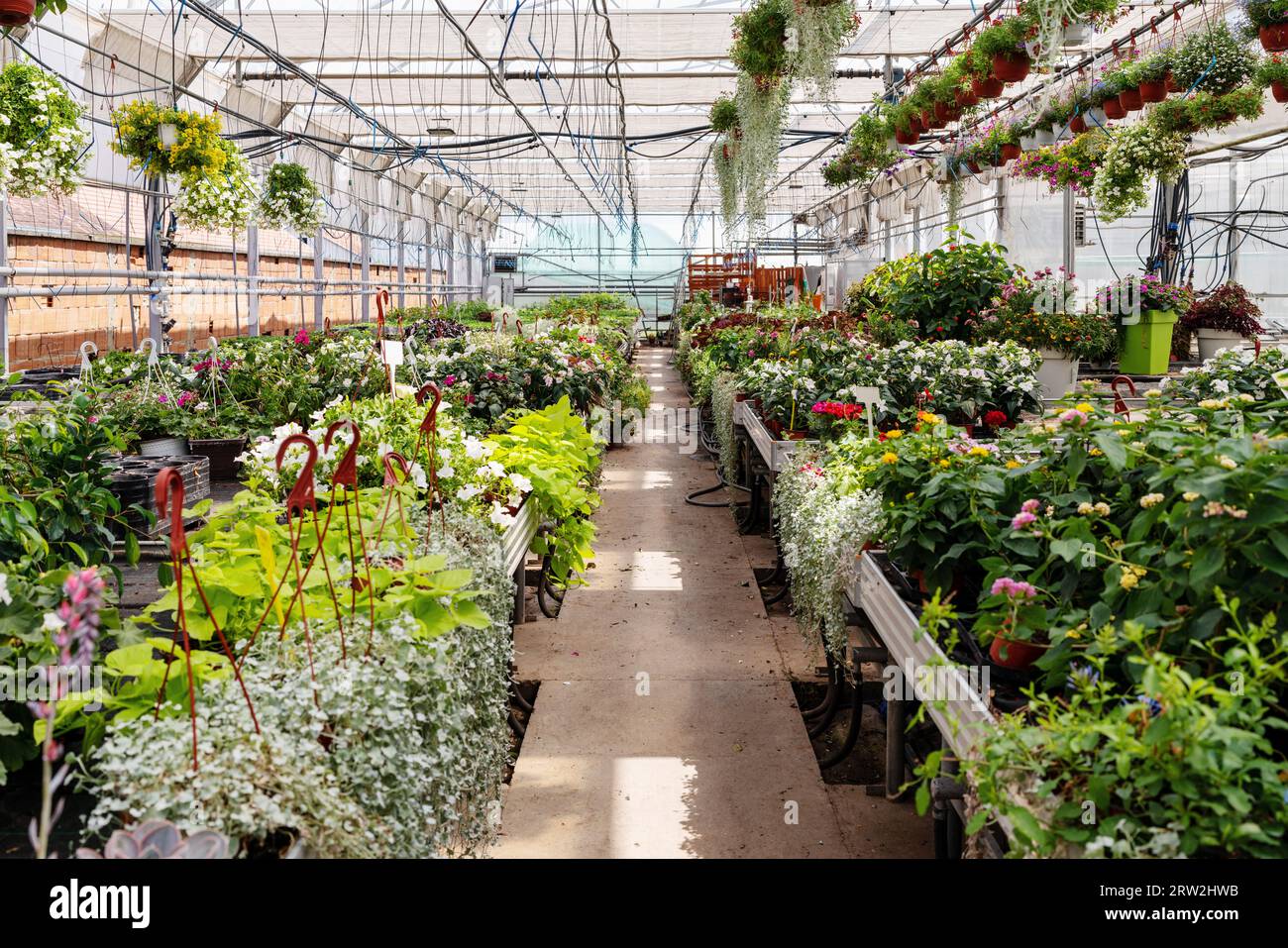Vista panoramica del vivaio di fiori con piante in vaso verdi e fiori domestici. Concetto aziendale di giardinaggio. Foto Stock