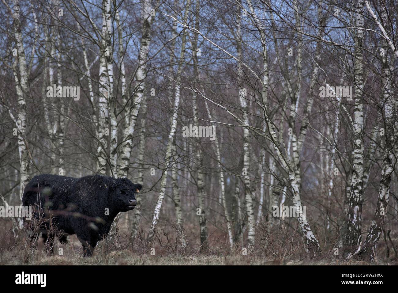 Il bestiame di galloway in piedi davanti al congedo meno betulle nella riserva naturale tedesca Höltigbaum in inverno Foto Stock