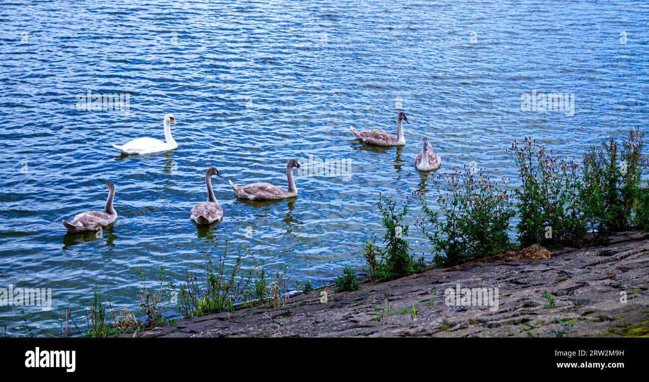 Dundee, Tayside, Scozia, Regno Unito. 16 settembre 2023. Il Clatto Country Park a Dundee è trascurato dal consiglio comunale. Il Clatto Park dispone di un grande bacino idrico, una foresta, sentieri pedonali e un parco giochi. Il serbatoio è stato costruito nel 1874 come parte dell'approvvigionamento idrico di Dundee, anche se non è più collegato alla rete. Il serbatoio presenta occasionalmente problemi con le alghe blu-verdi. Cigni e uccelli subacquei vivono nel lago e numerosi pesci vivono in acque profonde. L'area non è stata pulita per mesi e ha coltivato erbacce intorno allo stagno. Crediti: Dundee Photographics/Alamy Live News Foto Stock