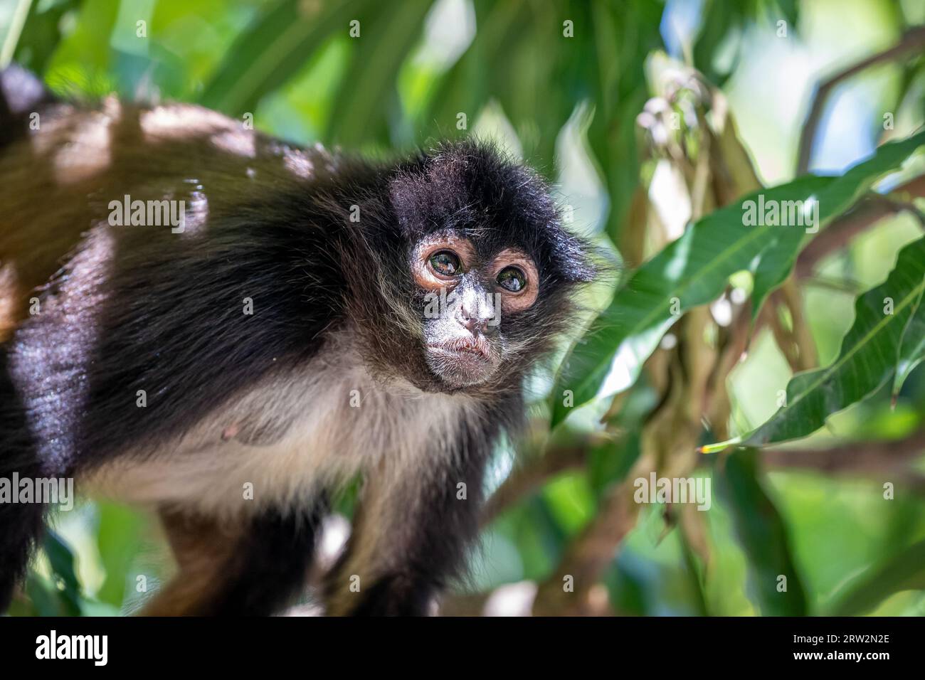 Geoffroy's Spider Monkey (Ateles geoffroyi), Mono Araña, Puerto Barillas, Usulután, El Salvador Foto Stock