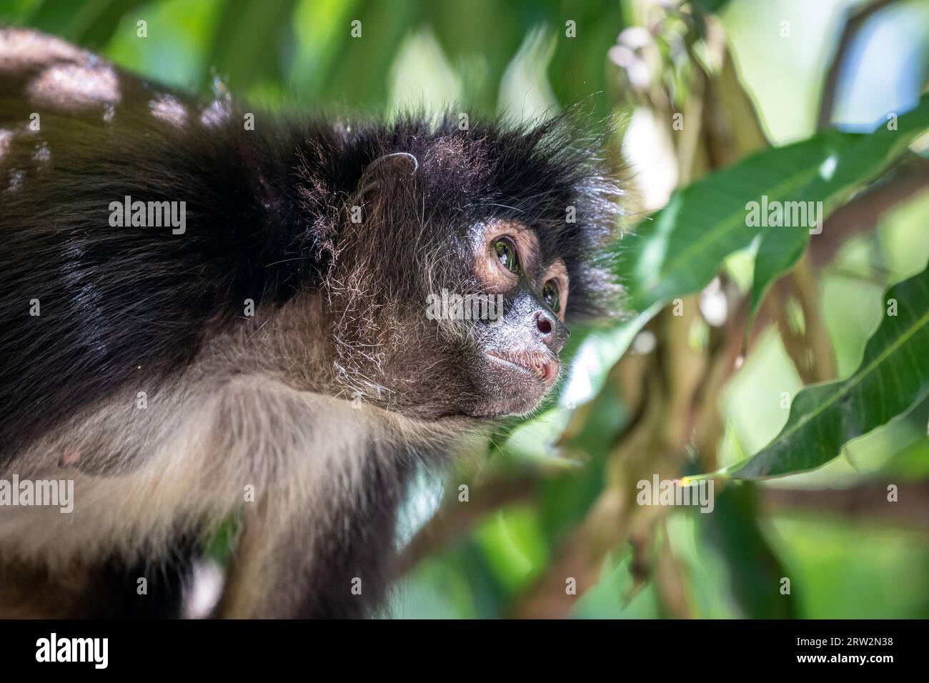 Geoffroy's Spider Monkey (Ateles geoffroyi), Mono Araña, Puerto Barillas, Usulután, El Salvador Foto Stock