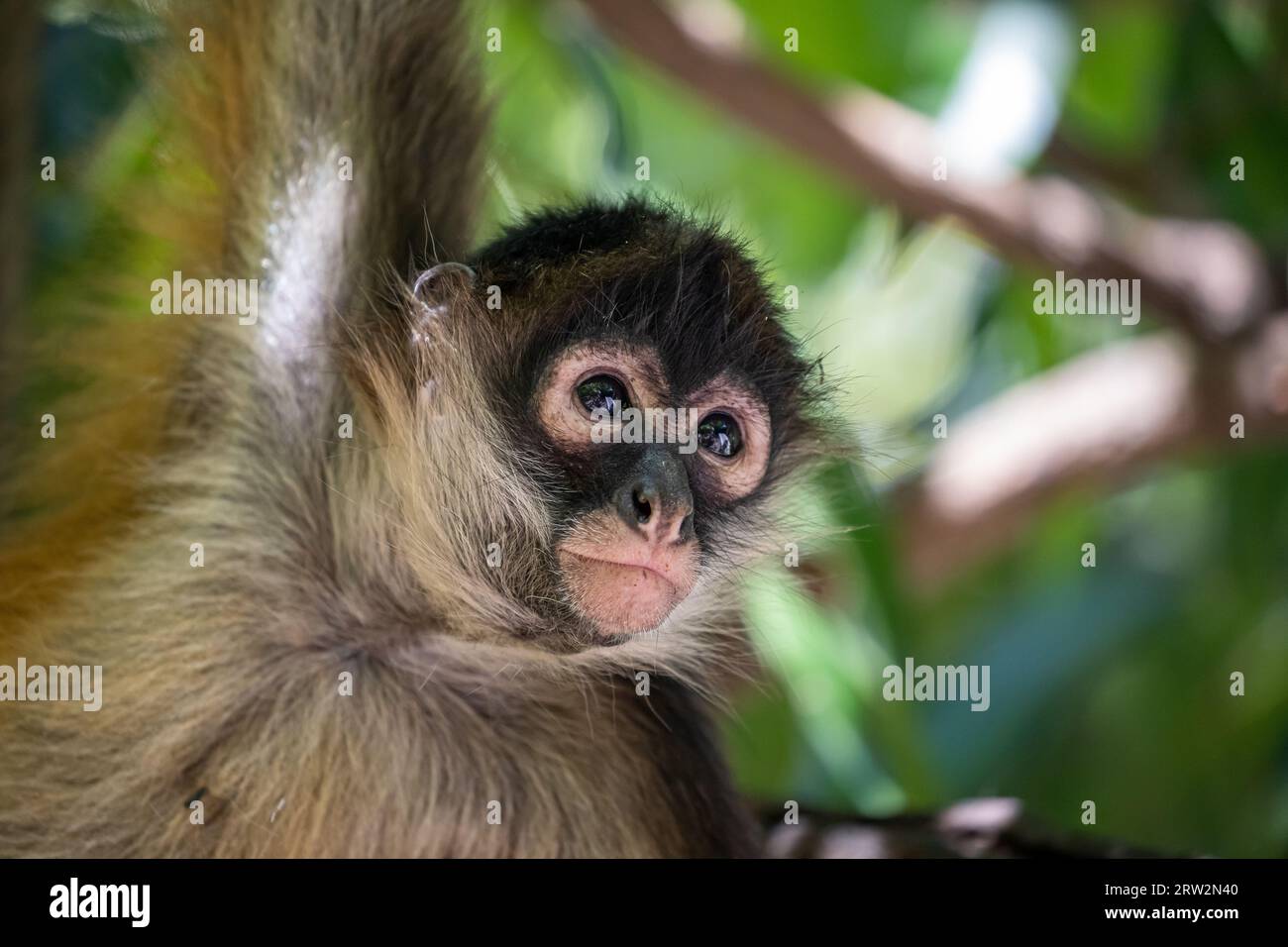 Geoffroy's Spider Monkey (Ateles geoffroyi), Mono Araña, Puerto Barillas, Usulután, El Salvador Foto Stock