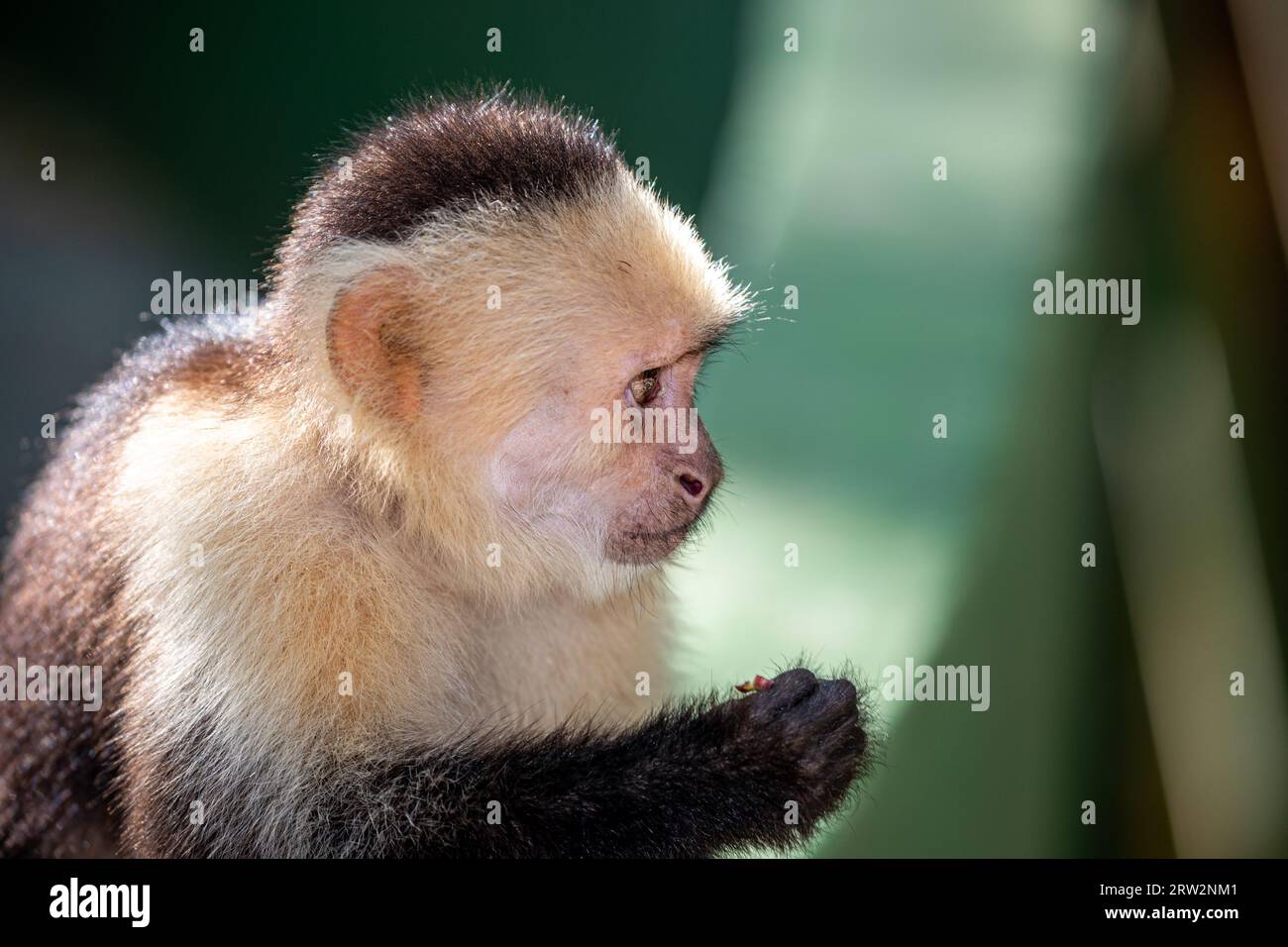 Honduras, Roatán, scimmia cappuccina (Cebus capucinus) Foto Stock