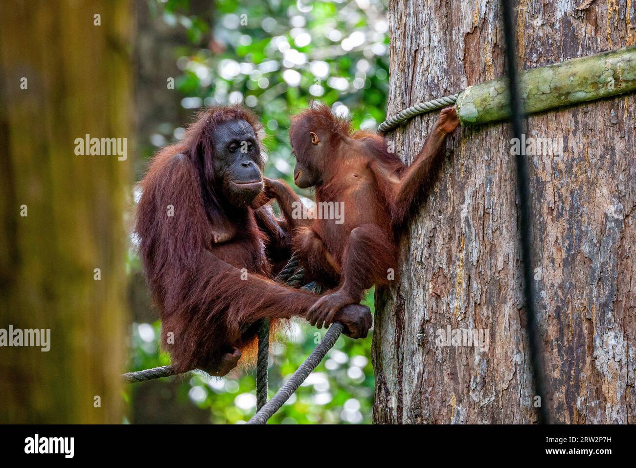 Malaysia, Sandakan, Sepilok, orangutan Bornean (Pongo pygmaeus) Foto Stock