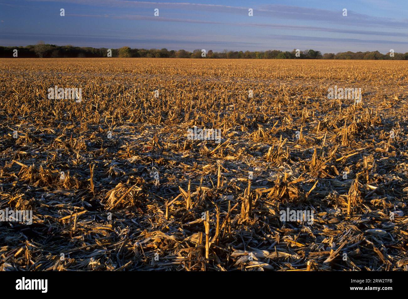 Cornfield Stubble, contea di Moultrie, Illinois Foto Stock