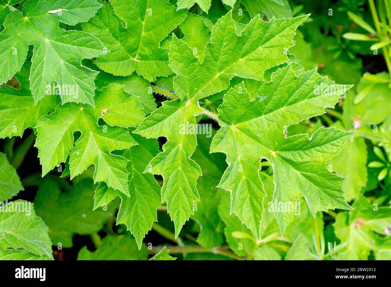 Alghe o mucca Parsnip (heracleum sphondylium), primo piano che mostra le grandi foglie verdi inferiori della pianta comune di boschi e pascoli. Foto Stock