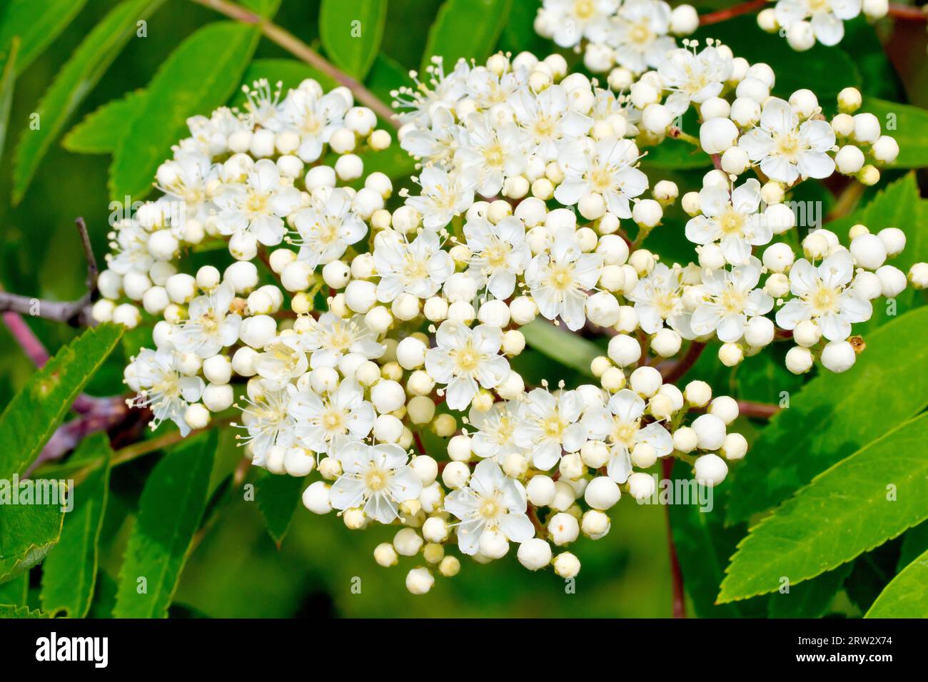 Rowan o Mountain Ash (sorbus aucuparia), primo piano che mostra i primi fiori che iniziano ad aprirsi sull'albero comune in primavera. Foto Stock