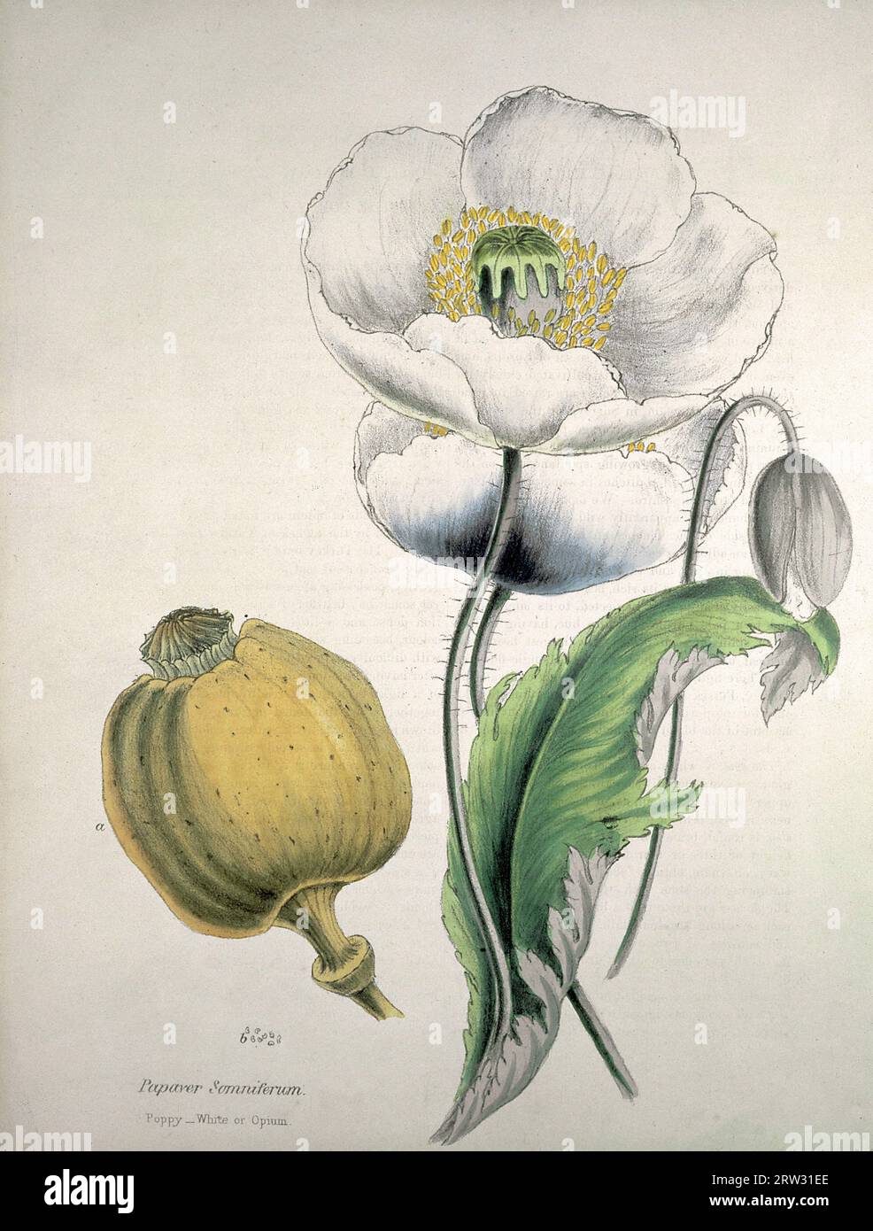 Oppio Poppy (Papaver somniferum), fiori bianchi, capsula di semi e semi, zincografo colorato c1853 dopo M.A. Burnett Foto Stock