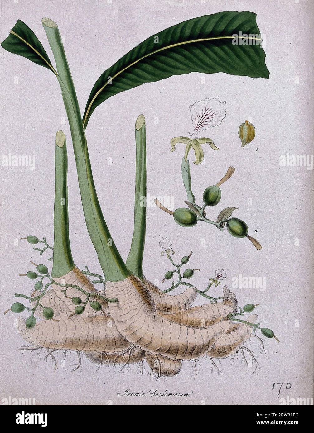 Pianta di cardamomo (Elettaria cardamomum), portainnesto che germoglia e fusti fioriti, e fiore separato. Litografia a colori dopo M. A. Burnett, c.1847. Foto Stock